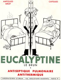 eucalyptine3